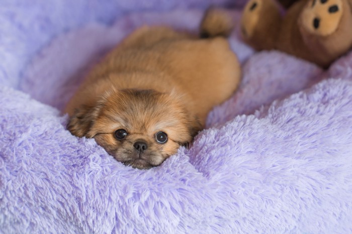 犬用ベッドの中でくつろぐペキニーズの子犬