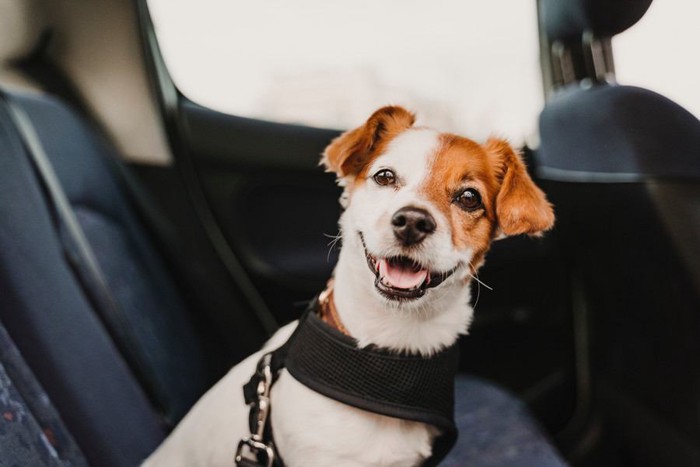 車に乗る犬