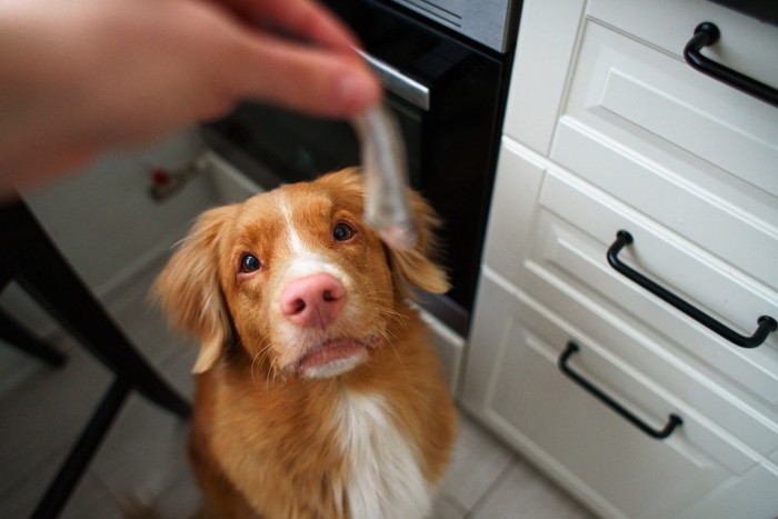 魚を見つめる犬