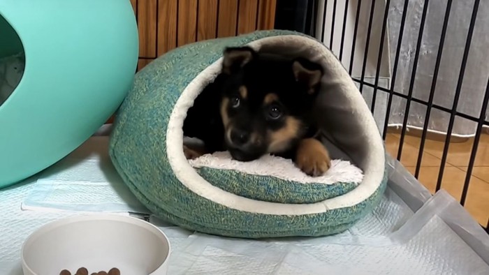 ベッドの中でご飯を食べる子犬