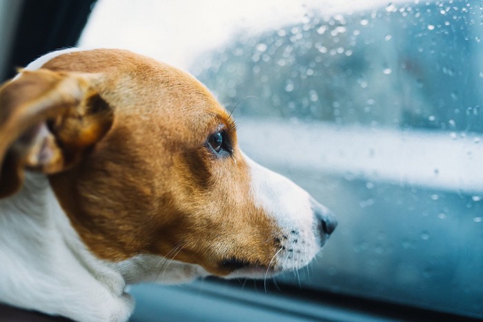 車の中で嫌そうな犬