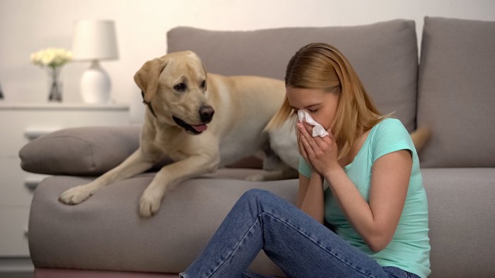 くしゃみをする女性を見つめる犬