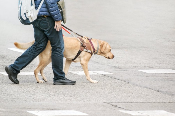 横断歩道を渡る盲導犬