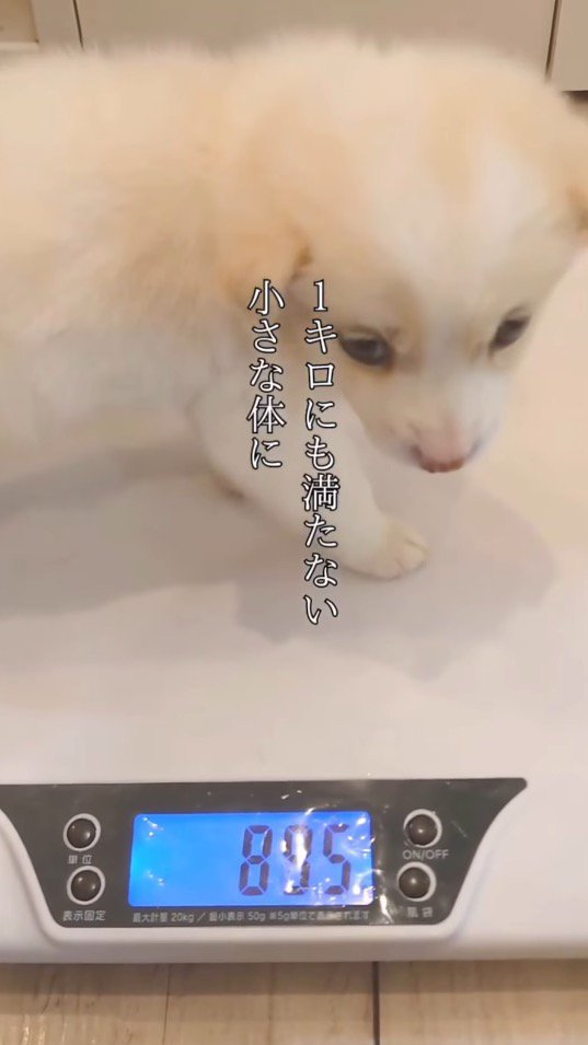 体重計の上に乗る小さな子犬