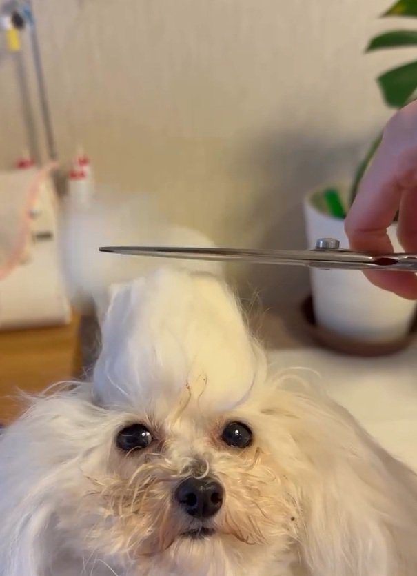 ちょんまげを切られた糸ちゃん