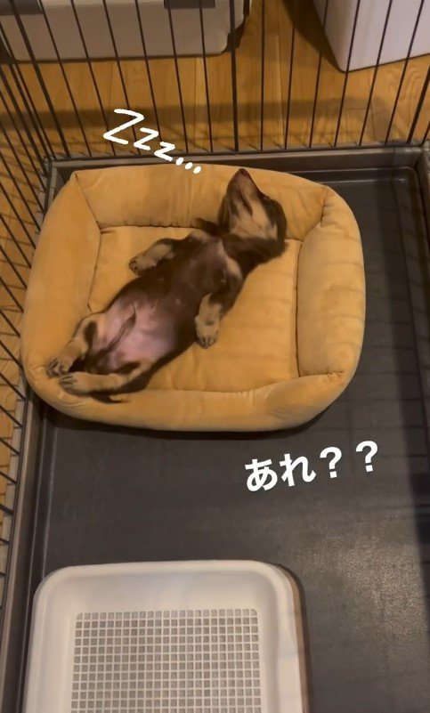 人間のように眠る茶々丸くん2