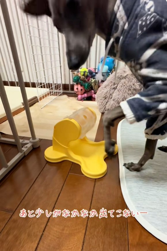 おやつを目で追うティナちゃん