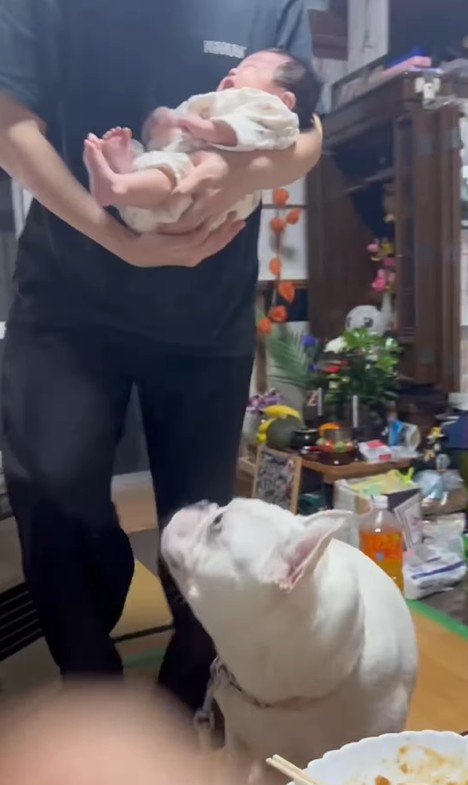 コロちゃんと赤ちゃんの初対面