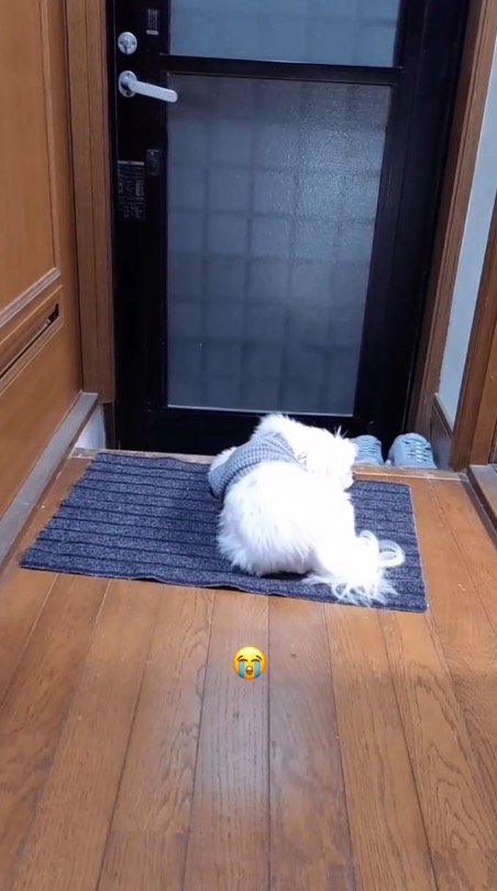玄関の前で飼い主の帰りを待つ犬