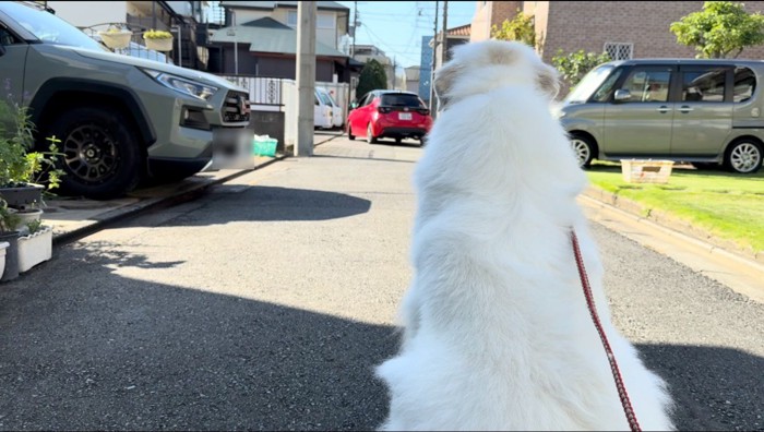 赤い車を道路から見送る犬