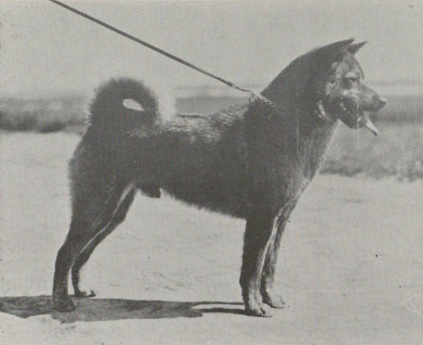 石州犬の栃号