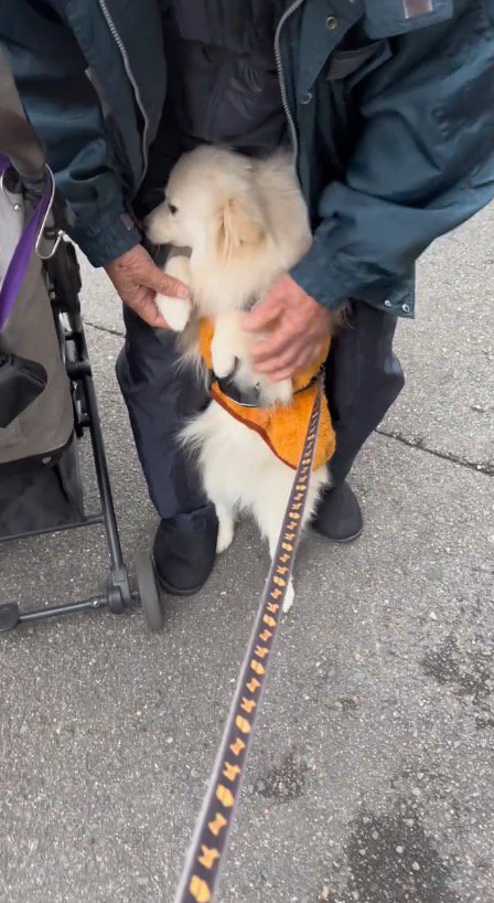 老年男性に支えられて立ち上がっている犬