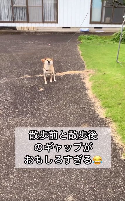 散歩かと気づいたコロくん