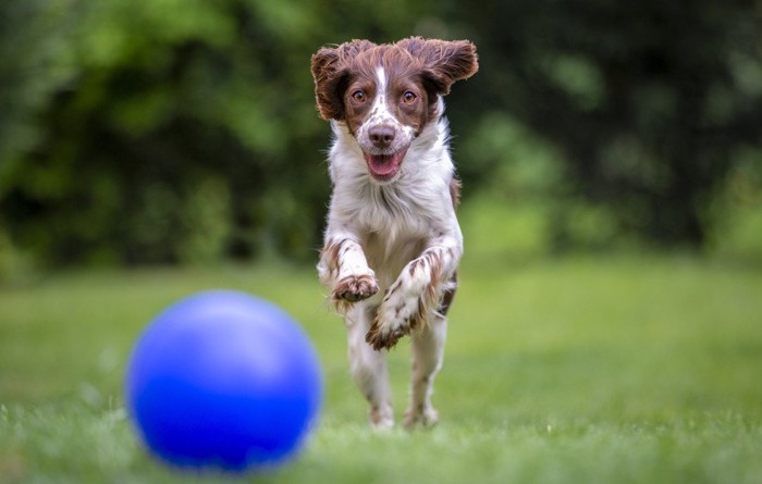 ボールを追って走る犬