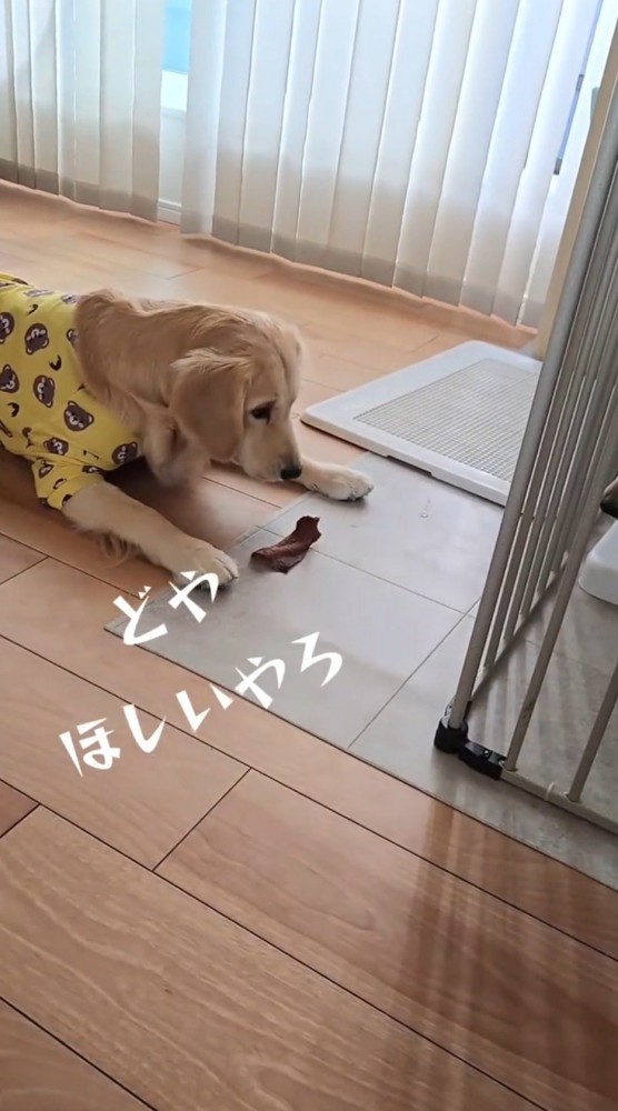 床におやつを置く姉犬