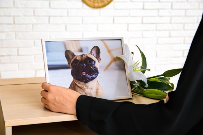 愛犬の写真に触れる飼い主