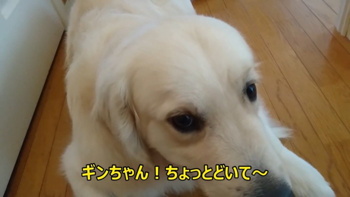 「どいて」と言ったら…