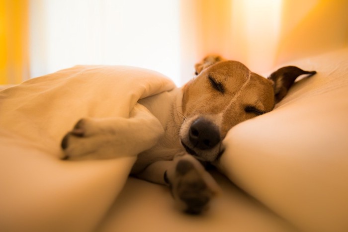 ベッドで眠るジャックラッセルテリア