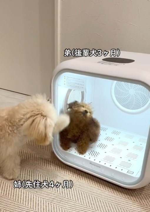 足で開けようとする犬2