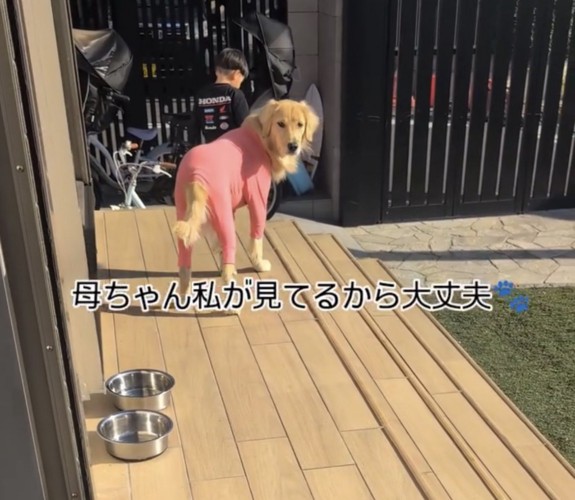 ウッドデッキでこちらを見る犬と後ろ姿の男の子