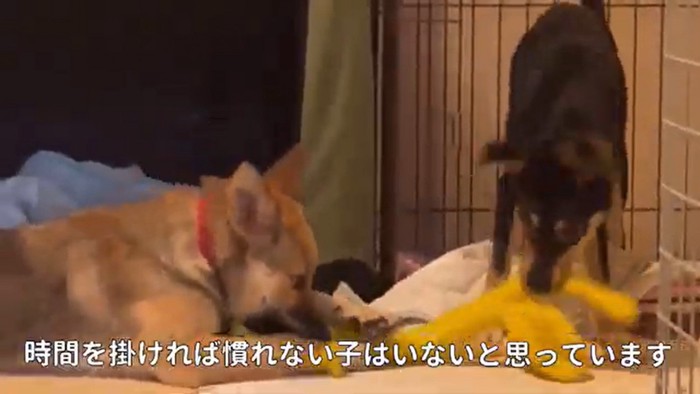 愛子ちゃんが家庭犬になるまで7