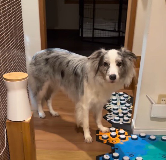 会話ボタンの前に立つ犬