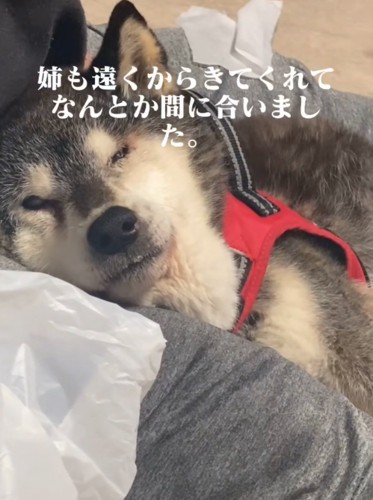 横になる老犬2