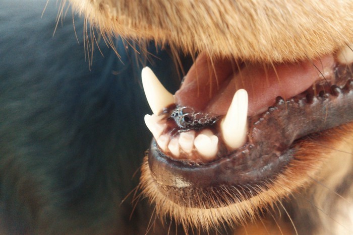 犬の口