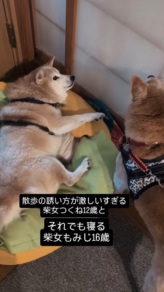 妹犬の声に驚いて目を開くお姉ちゃん犬