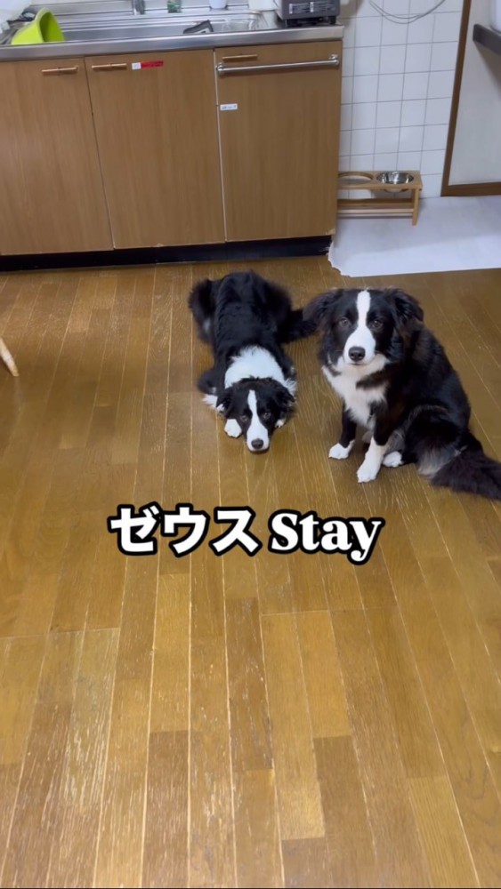 床に突っ伏す犬と座る犬