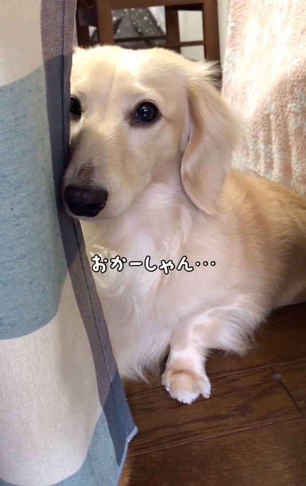 反省する犬
