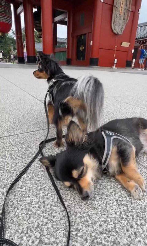 禄ちゃんの安眠を守る天ちゃん