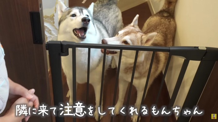 もんちゃんとにこちゃん