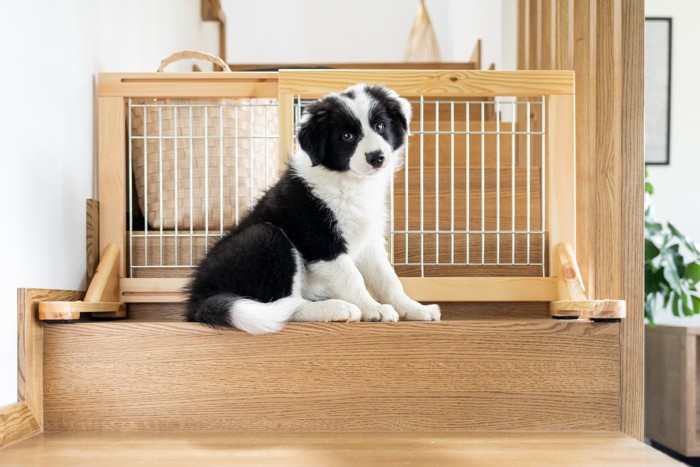 子犬、階段にペットゲート