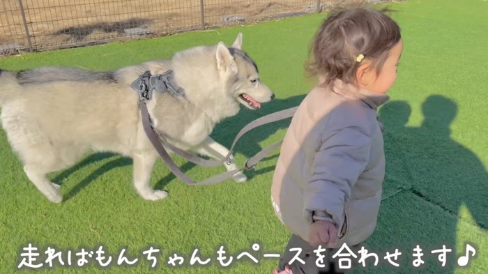 ドッグランの中を一緒に歩く犬と女の子