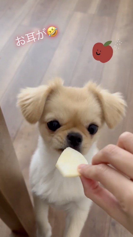 リンゴを食べようとする犬