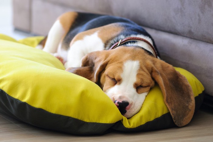 クッションの上で眠る犬