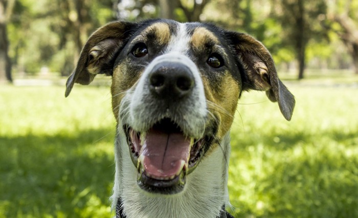 笑顔の犬