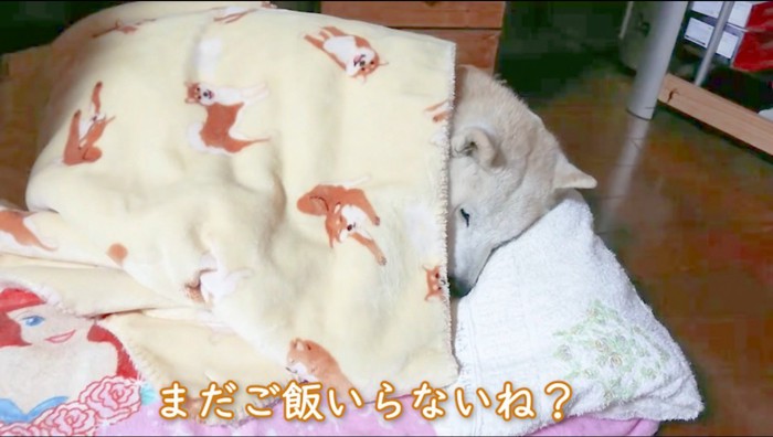 布団の中で眠る犬に話しかける女性