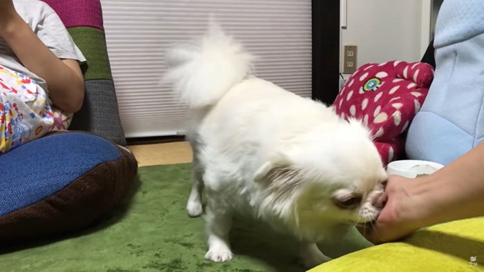 なでられる犬