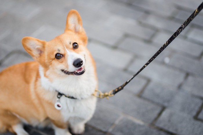 散歩中に笑顔で振り返る犬