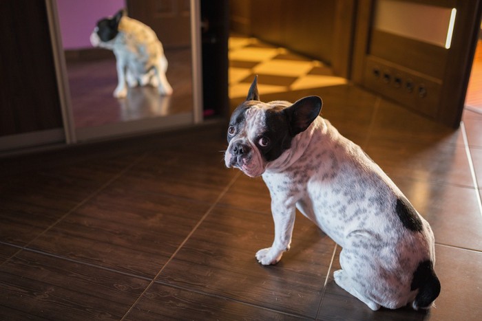 鏡に映る自分を見て驚き振り返る犬