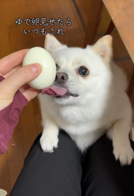 ゆで卵を欲しがるベラちゃん8