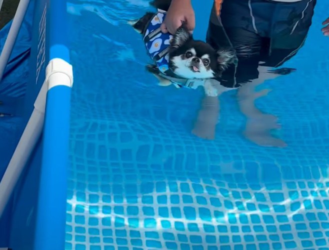 移動させてもらう犬