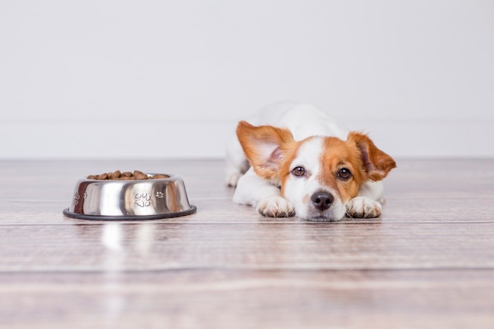 ドッグフードが入った食器の隣で伏せている犬