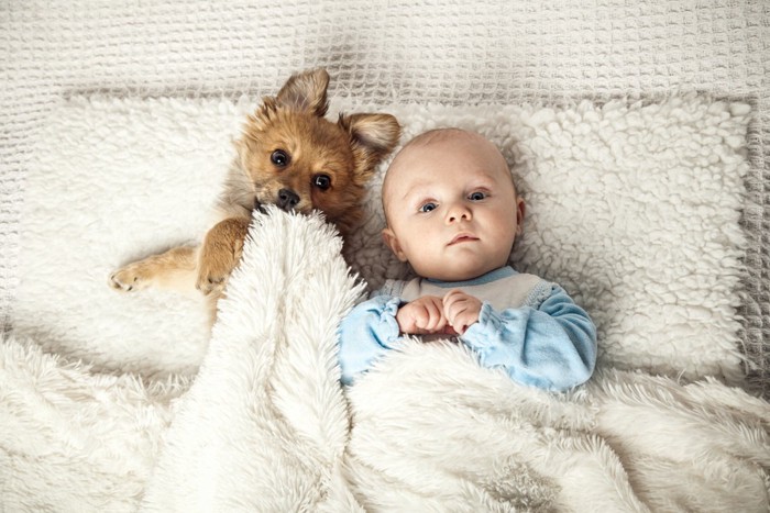 赤ちゃんと子犬