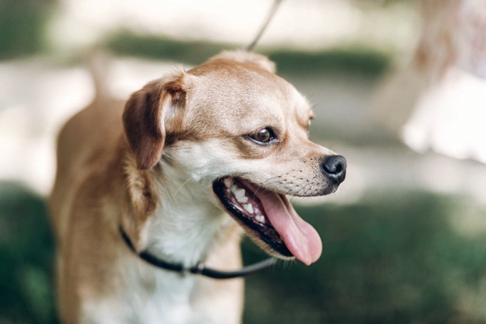 舌を出す犬