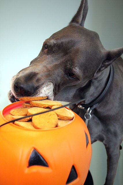 ハロウィーンクッキーを盗むグレートデーン