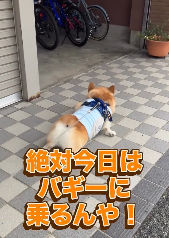 あきらめないジノくん