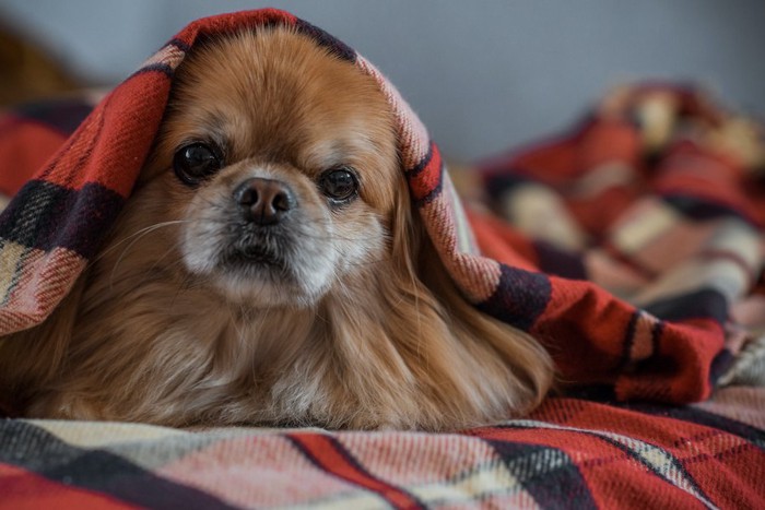 毛布にくるまって顔を出す犬